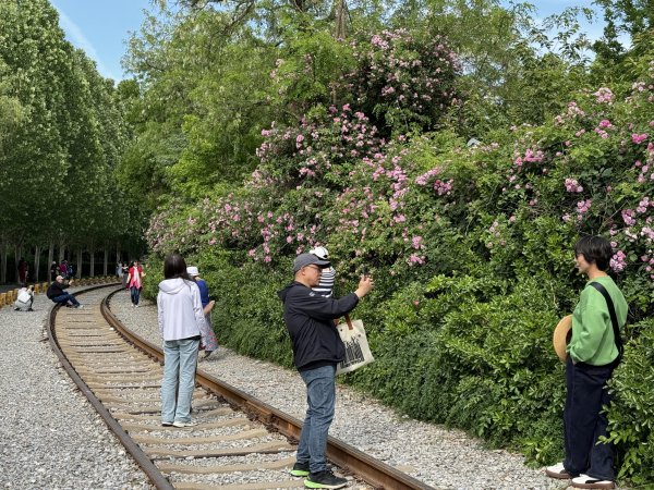 永利配资 废弃铁轨构成独特画面，庆丰公园蔷薇花墙引市民打卡